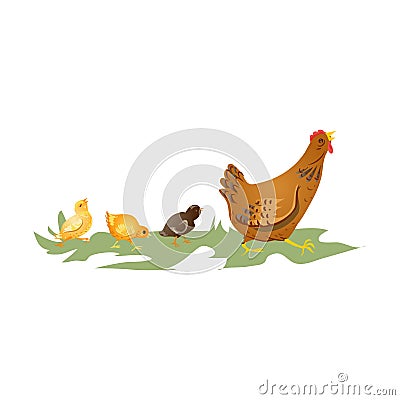 Cute brown mother hen walking with chicken kids Vector Illustration