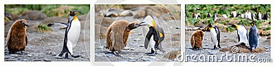 Penguin education in three parts. Photos arranged to one illustration. Chick follows listless, food begging, is told off. Penguins Stock Photo