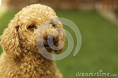 Cute Brown Poodle Stock Photo