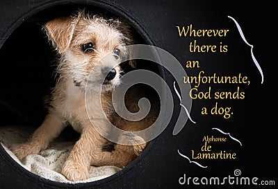 Cute brown puppy illustrating Lamartine quotation Stock Photo