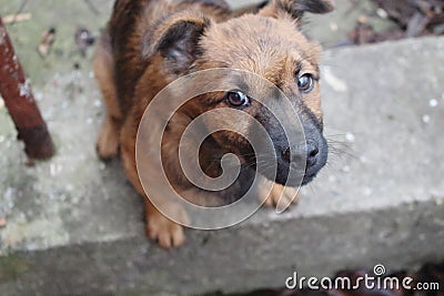 Cute brown puppy looking at camera and asking for food top view. Funny dog in backyard. Domestic dog portrait. Stock Photo