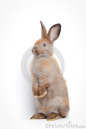 Cute brown rabbit standing on two legs, white background. Stock Photo
