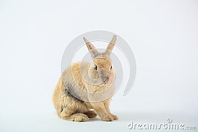 Cute Brown Rabbit Stock Photo