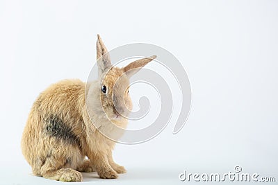 Cute Brown Rabbit Stock Photo