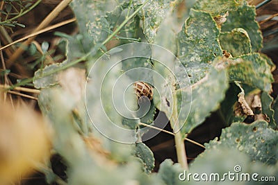 Cute brown snail on big green leaf, selective focus. Wildlife and wild grass on sandy beach. Calm tranquil moment. Flora and fauna Stock Photo