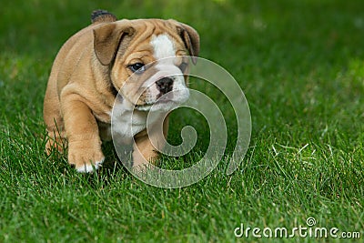 Cute brown wrinkled bulldog puppy in the grass, standing and facing right Stock Photo