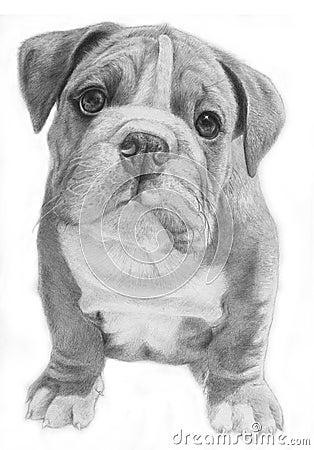 Cute bulldog hand-drawn illustration Cartoon Illustration