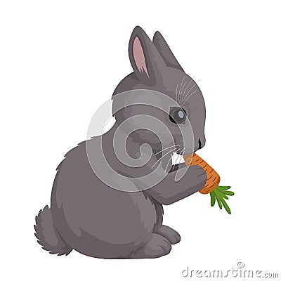 Cute bunny eating carrot, holding it with its front paws. Vector illustration of a rabbit. Vector Illustration