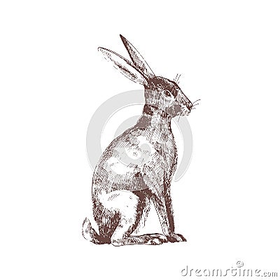 Cute bunny, rabbit or hare isolated hand drawn with contour lines on white background. Elegant drawing of funny adorable Vector Illustration