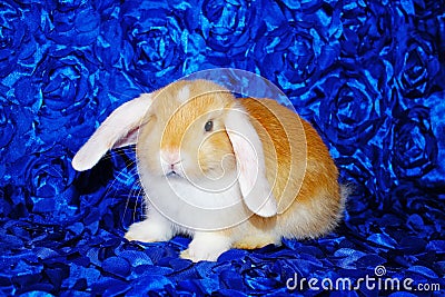 Cute bunny rabbit kit on colorful studio background Stock Photo