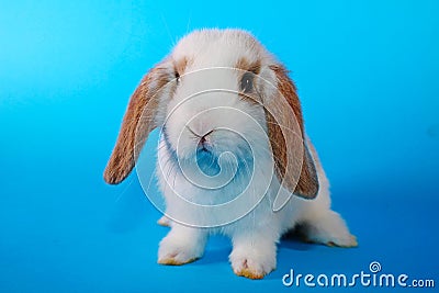 White hotot lop Cute bunny rabbit kit on colorful studio background Stock Photo