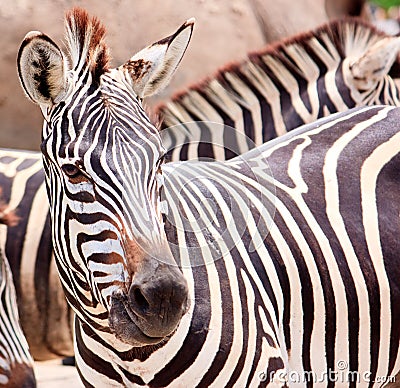 Cute burchell zebra from a safari zoo Stock Photo