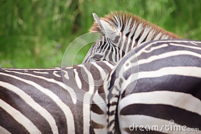 Cute burchell zebra from a safari zoo Stock Photo