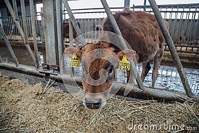 Cute calf of diary Jersey breed. Brown calf in livestock stall eating straw Editorial Stock Photo