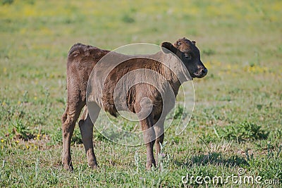 A cute Calf in a field Stock Photo