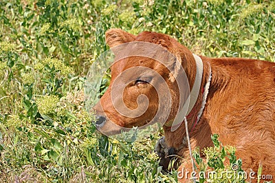 Cute calf head portrait with bright brown red fur Stock Photo