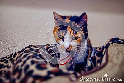 Cute Calico cat closeup portrait Stock Photo