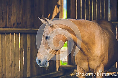 Cute calm brown horse standing in a stable Stock Photo
