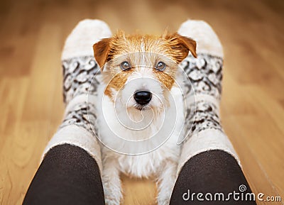 Cute calm dog looking, relationship of human and pet Stock Photo