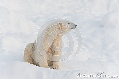 Cute calm polar bear Stock Photo