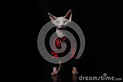 Cute Canadian hairless sphinx cat in fashion red coat looking at the camera. Black background Stock Photo