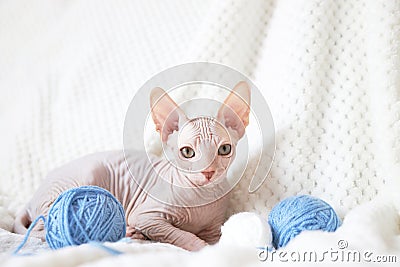 A cute Canadian Sphynx kitten lies next to skeins of colorful yarn. Funny and unusual pets Stock Photo