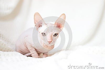 A cute Canadian Sphynx kitten lies on a white blanket and looks into the camera. Unusual pets and their life in the Stock Photo