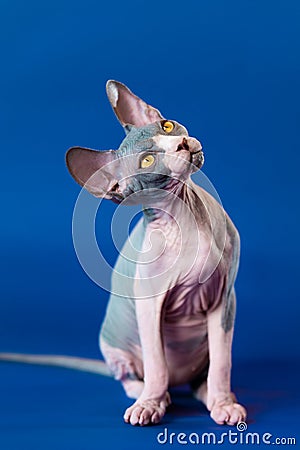 Cute Canadian Sphynx kitten looks up with yellow eyes, trustingly listens to answer to his question Stock Photo