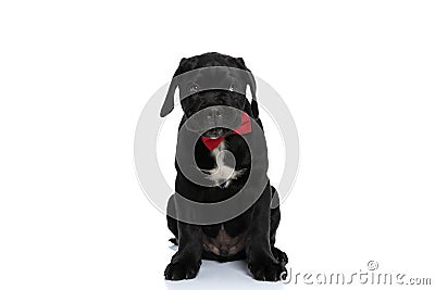 Cute cane corso dog being grumpy, looking away Stock Photo