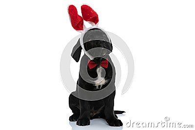 Cute cane corso dog with bunny ears is looking away Stock Photo