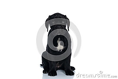 Cute cane corso dog making puppy eyes Stock Photo