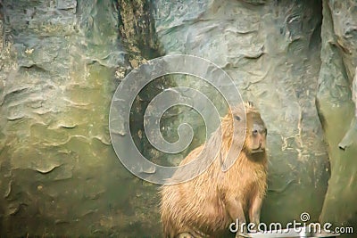 Cute capybara in the cave. The capybara Hydrochoerus hydrochaeris is a giant cavy rodent native to South America. It is the Stock Photo