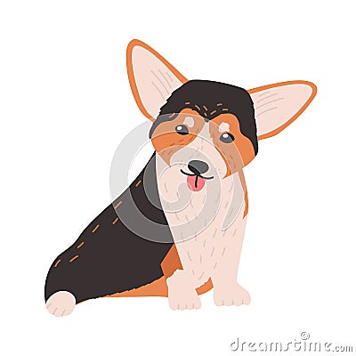 Cute Cardigan Welsh Corgi. Small funny lovely dog or puppy of herding breed isolated on white background. Sweet purebred Vector Illustration