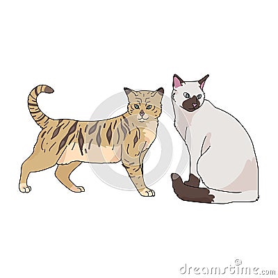 Cute cartoon bengal and siamese cat vector clipart. Pedigree kitty breed for cat lovers. Purebred domestic kitten for Vector Illustration