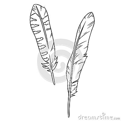 Cute cartoon feathers doodle image. Media highlights graphic symbol. Freehand drawing quill. Vector illustration. Isolated on Vector Illustration