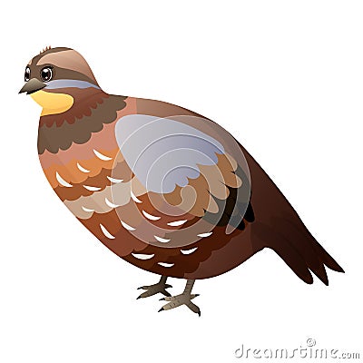 Cute cartoon quail isolated on a white background. Flat style. Vector Illustration