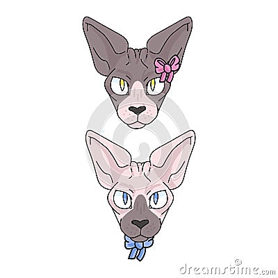 Cute cartoon sphynx face cat boy and girl vector clipart. Pedigree exotic kitty breed for cat lovers. Purebred domestic Vector Illustration
