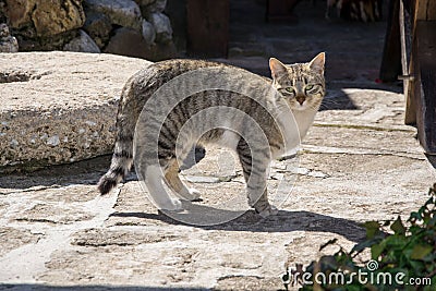 Cute cat in the backyard, adorable kitten looking at the camera, animal theme Stock Photo