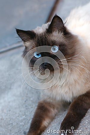 Cute cat with blue eyes Stock Photo