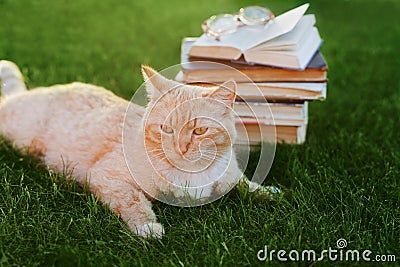 Cute cat with book and glasses lying on green meadow Stock Photo