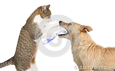 Cute cat cleaning a dogs teeth Stock Photo