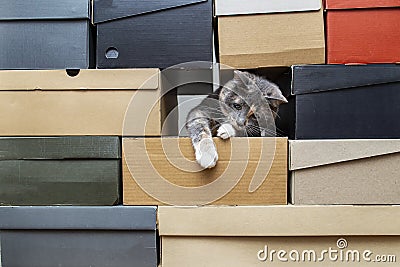 Cute cat crawled into a stack of folded shoe boxes and plays funny, trying to get something with his paw. Copy space Stock Photo