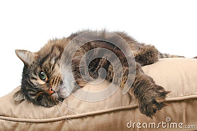 Cute cat on cushion Stock Photo