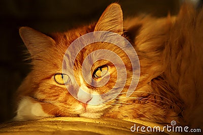 Cute cat in dusk Stock Photo