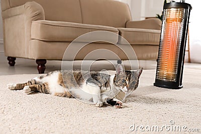 Cute cat on floor near modern electric halogen heater indoors Stock Photo