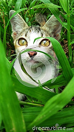 Cute cat on the grass Stock Photo