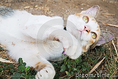 Cute cat Stock Photo