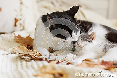 Cute cat grooming little kitten on soft bed in autumn leaves. Mother cat cleaning her baby kitty in fall decorations on comfy Stock Photo