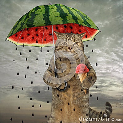 Cat with umbrella 1 Stock Photo