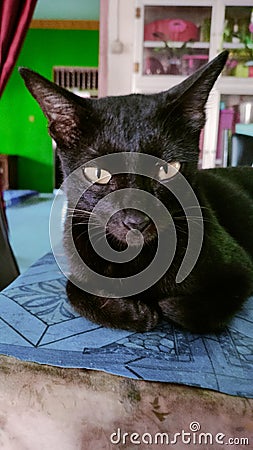 This is a cute cat homie panther, her name is laggam & x28;that mean is black in malay language& x29; Stock Photo